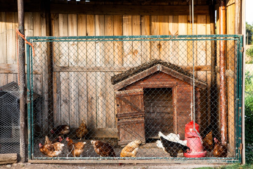 Một ngôi nhà gà mái thủ công đầy gà